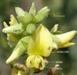  Flower and Floral Buds